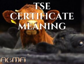 tse certificate meaning