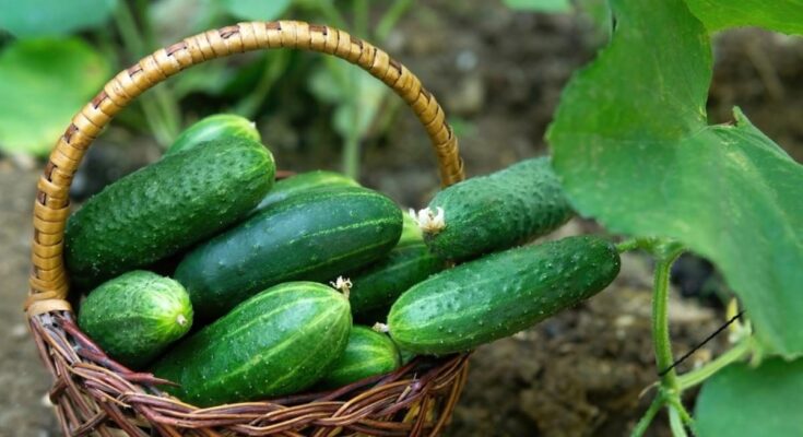 cucumber